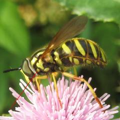 Chrysotoxum pubescens
