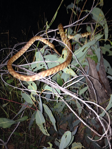 Brown Tree Snake