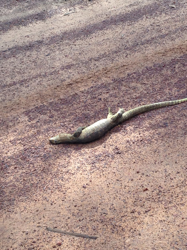 Eastern Argus Monitor