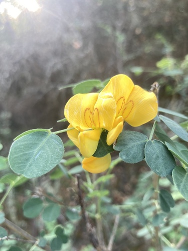Colutea arborescens