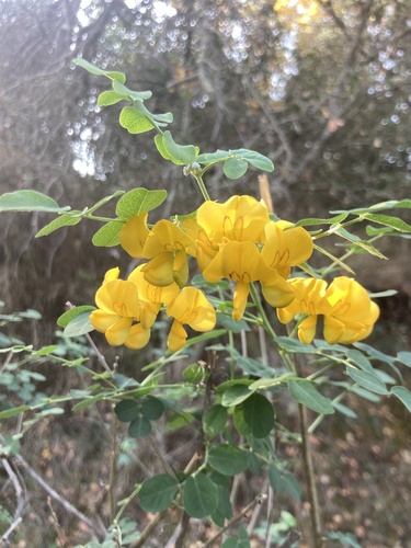 Colutea arborescens