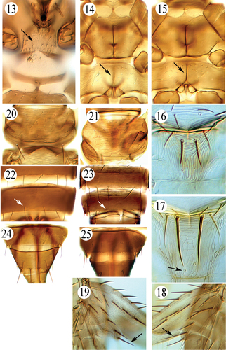 Composite Thrip