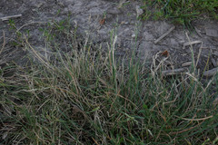 Diplachne fusca