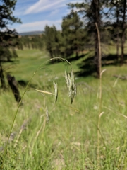 Bromus porteri