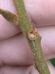 Daniel J. Layton, CC BY, iNaturalist via GBIF Meliosma rigida, photograph Daniel J. Layton, CC BY, iNaturalist via GBIF