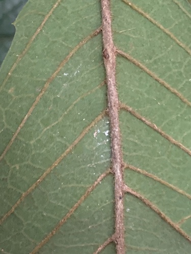 Meliosma rigida, photograph 6