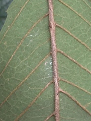 Meliosma rigida, photograph Daniel J. Layton, CC BY, iNaturalist via GBIF