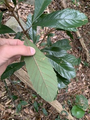 Daniel J. Layton, CC BY, iNaturalist via GBIF Meliosma rigida, photograph Daniel J. Layton, CC BY, iNaturalist via GBIF