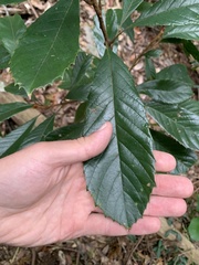 Daniel J. Layton, CC BY, iNaturalist via GBIF Meliosma rigida, photograph Daniel J. Layton, CC BY, iNaturalist via GBIF