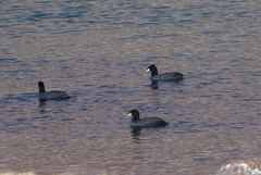 Fulica cornuta