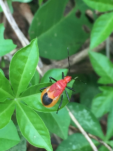Pyrrhocoridae