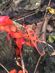 Macrocheraia grandis