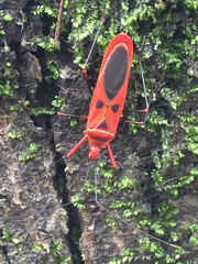 Macrocheraia grandis