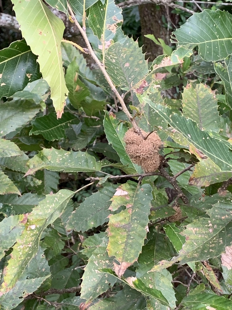Quercus acutissima - council-listed tree