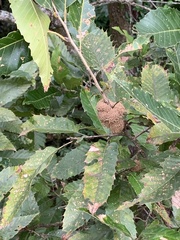 Japanische Kastanien-Eiche (Quercus acutissima): Herkunft und Verwendung — Foto 2