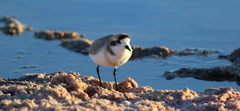 Charadrius alticola