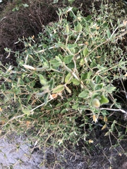 Mentzelia oligosperma