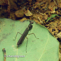 Spilomantis occipitalis