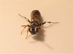Cerceris vanduzeei