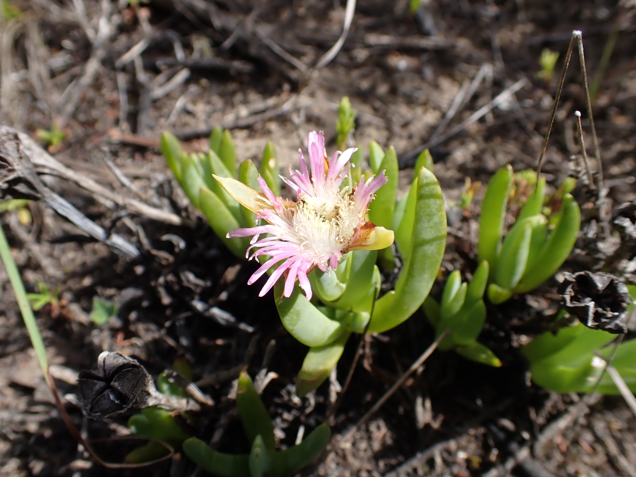 Lampranthus laxifolius (L.Bolus) N.E.Br.
