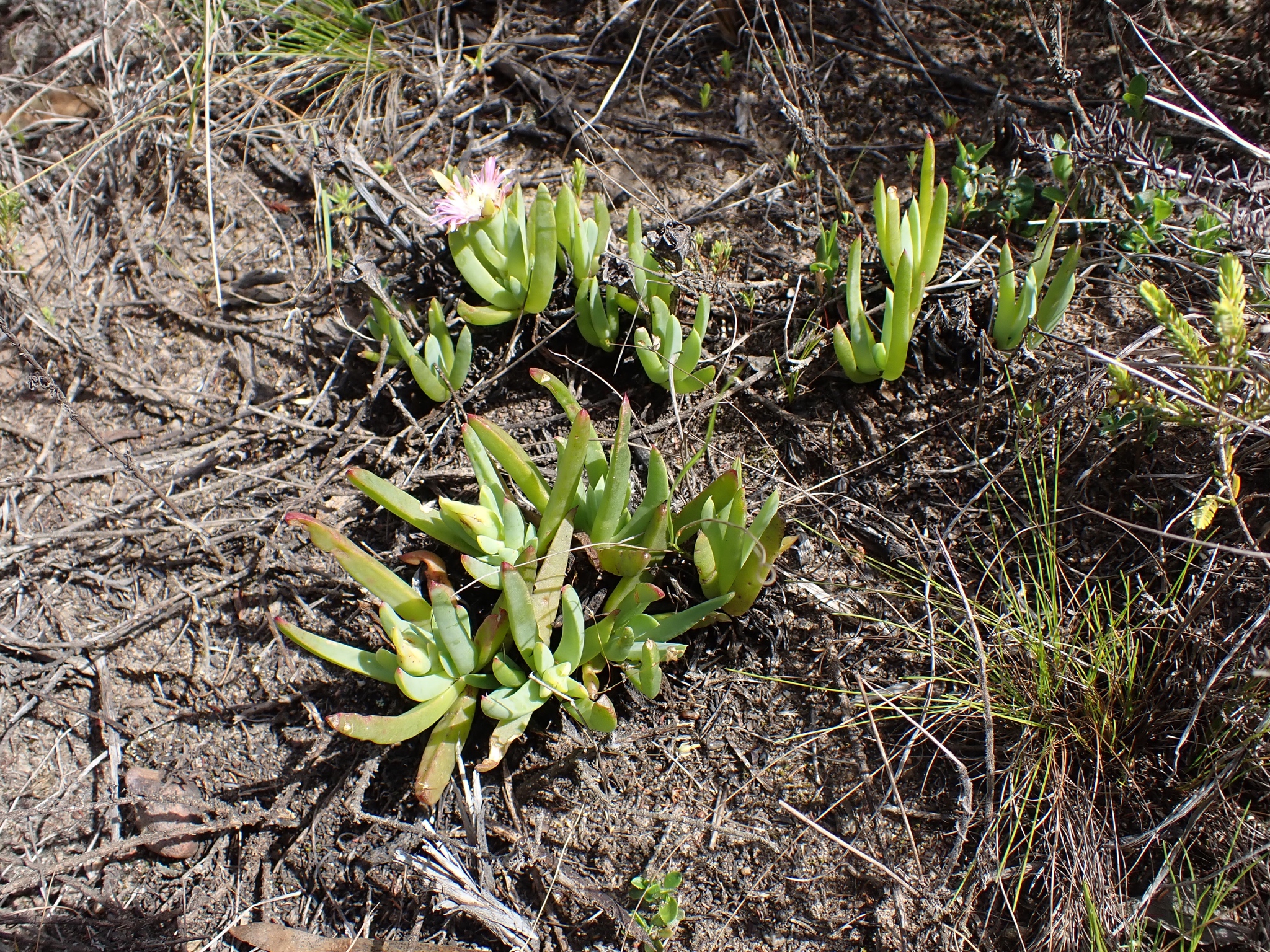 Lampranthus laxifolius (L.Bolus) N.E.Br. 2