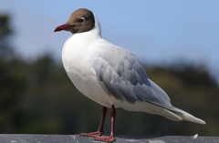 Chroicocephalus maculipennis