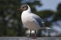 Chroicocephalus maculipennis