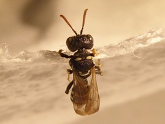 Cerceris vanduzeei