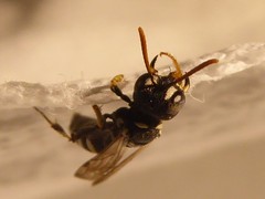 Cerceris vanduzeei