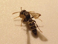 Cerceris vanduzeei
