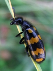 Hycleus polymorphus
