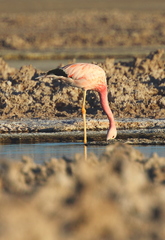 Phoenicoparrus andinus