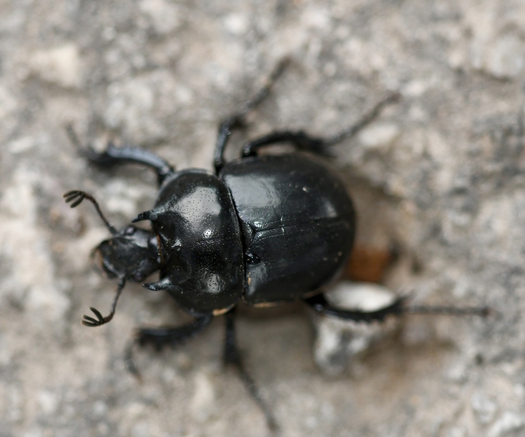 Chelotrupes brancoi