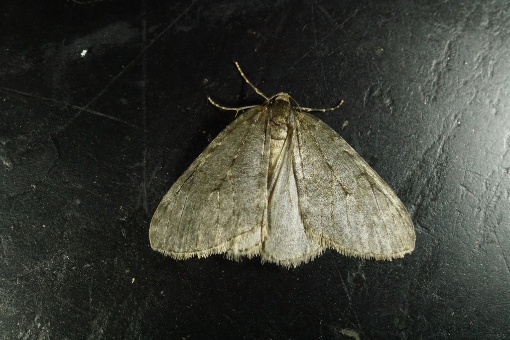 Pale November Moth