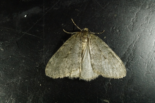 Pale November Moth