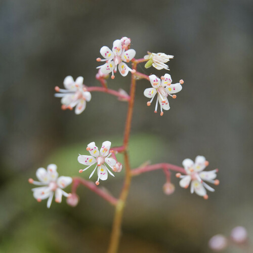 Saxifraga umbrosa, photograph 6