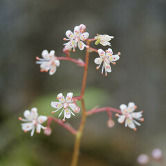 Saxifraga umbrosa, photograph (c) Thierry Arbault, some rights reserved (CC BY)