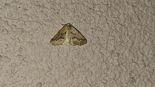 Dark-banded Girdle photo 5