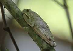 Itapotihyla langsdorffii