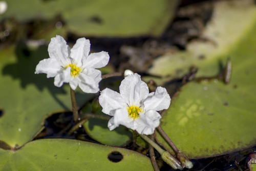 Image of Nymphoides hydrophyllum by (c) Ramesh Shenai Jr., some rights reserved (CC BY)
