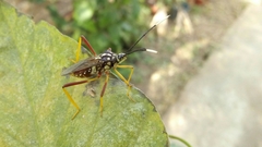 Holhymenia histrio