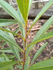 Samadera bidwillii