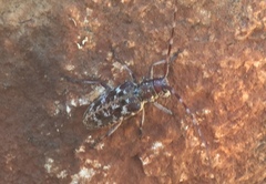 Monochamus obtusus