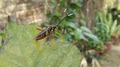 Holhymenia histrio