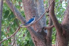 Todiramphus chloris humii