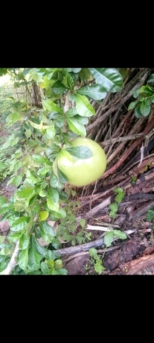 Calabash Tree