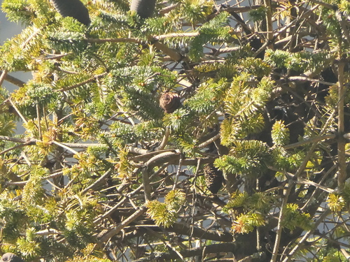 Image of Abies spectabilis by (c) Sagnik Dutta Roy, some rights reserved (CC BY)