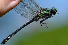 Ophiogomphus anomalus