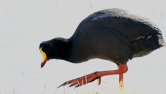 Fulica gigantea