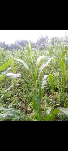Maize